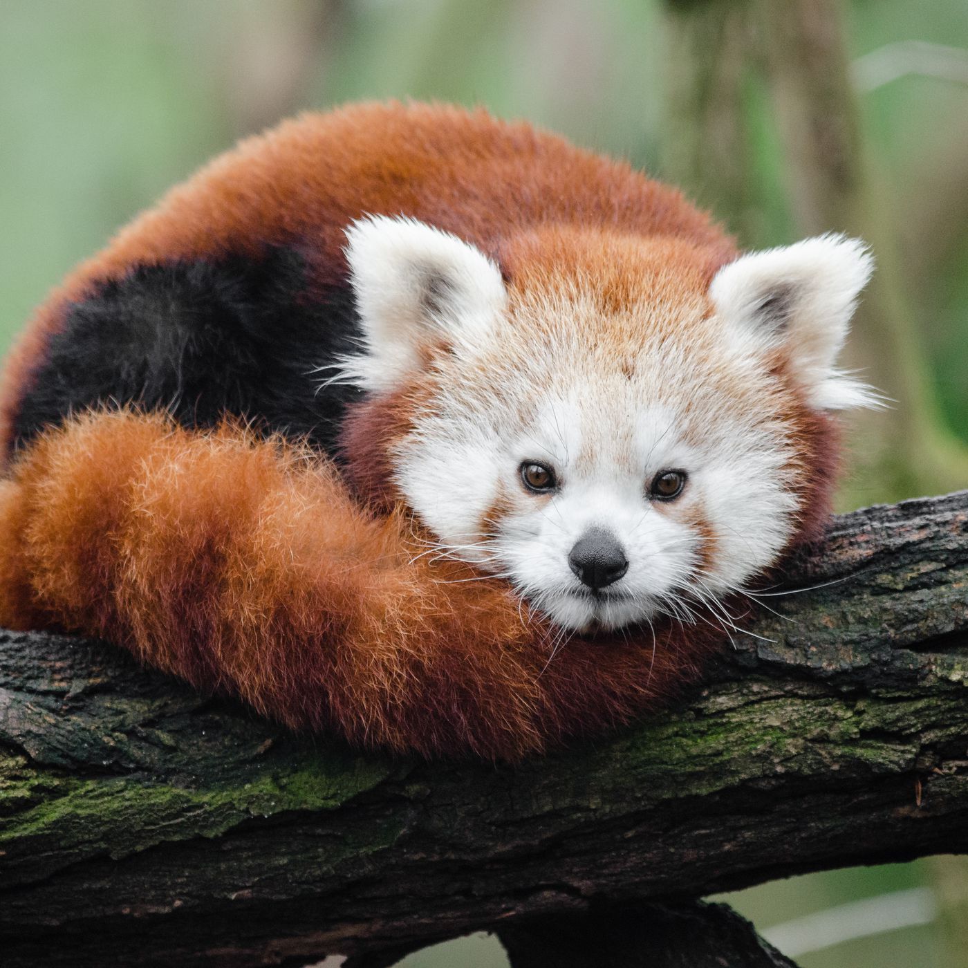 Red Panda
